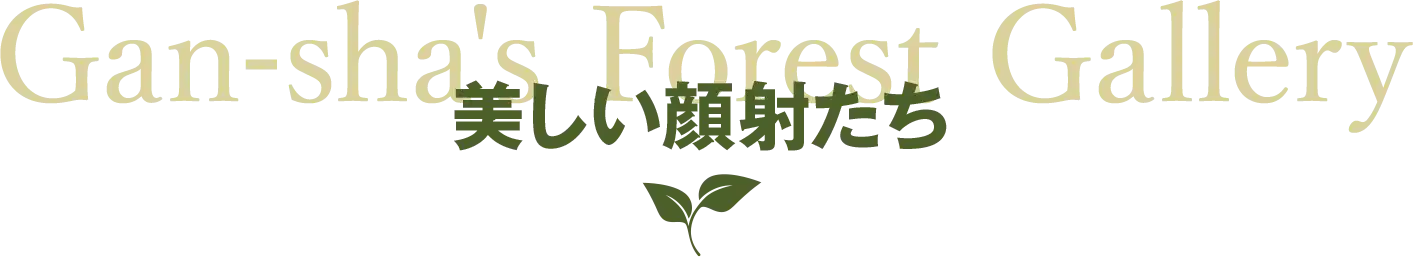 美しい顔射たち